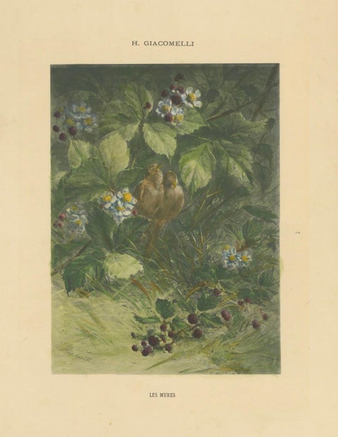 Sparrows Amidst Blackberry Bushes - Vintage Giacomelli Ornithological Print, close-up 3