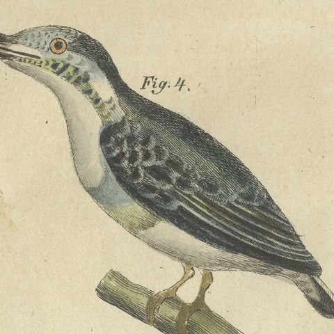 Four Kingfishers on Branches, Antique Bertuch Print, Vienna, circa 1818, close-up 5