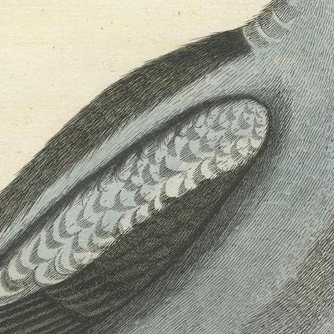 Hand-Colored Engraving of the Little Duck with a Purple Head by Seligmann, c1770, close-up 6