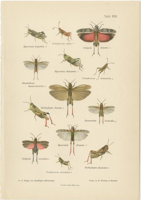 Mantis, Stick Insects & Grasshoppers, Antique Prints, Set of 3, 1908, view 4