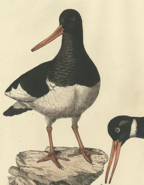 Seasonal Plumage of a Life Seize Engraving of the Common Oystercatcher, 1826, close-up 3