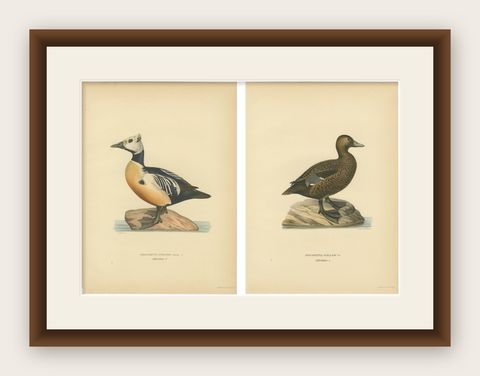 Antique Steller’s Eider Duck Lithographs, Male and Female Pair, Sweden 1929, shown framed