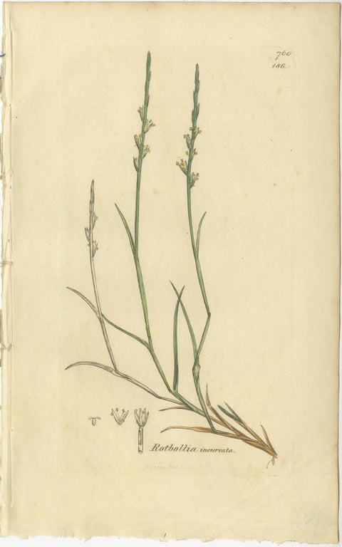 Set of 9 Antique Botanical Engravings of Grasses & Wildflowers, c.1830, view 3