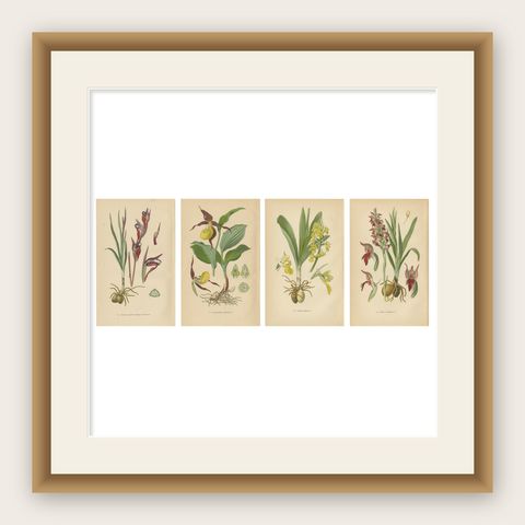 Nature's Masterpieces in Original Antique Print: The Orchids of 1904, shown framed