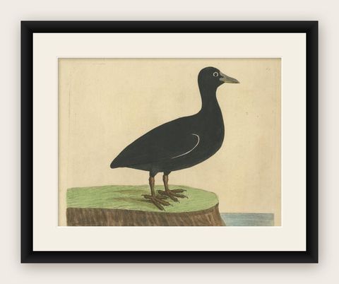 Antique Bird Print of the Eurasian or Australian Coot by Albin, c.1738, shown framed
