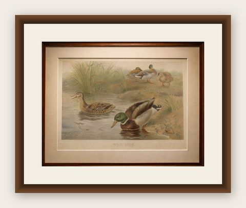 Antique Wild Duck Print Mallard Ducks Wetland Scene Chromolithograph c.1895, shown framed