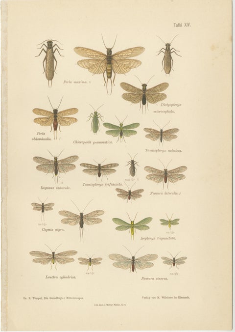 Set of Two Entomological Lithographs from Die Geradflügler, Germany, 1908, view 3