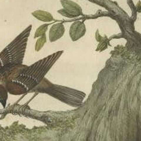Antique Bird Print of the Eurasian Tree Sparrow by Sepp & Nozeman, 1770, close-up 1