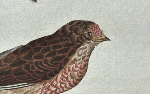 Fringilla Linota, Common Linnet, Hand-Colored Engraving by Nozeman, 1770–1829, view 8