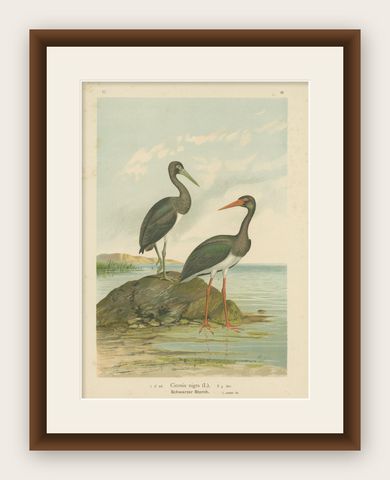 Antique Bird Print of the Black Stork by Naumann, circa 1895, shown framed