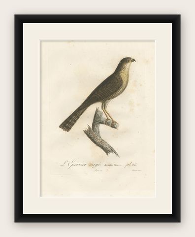 1807 Sharp-Shinned Hawk Illustration - 'L'Epervier rayé' Antique and Handcolored, shown framed