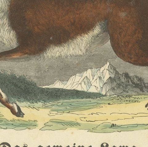 Das gemeine Lama (Common Llama) - Hand-Colored Zoological Print, Circa 1840, close-up 6