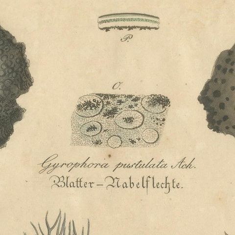 Antique Lichen Botanical Print, Dye & Chemical Species, c.1831, close-up 4