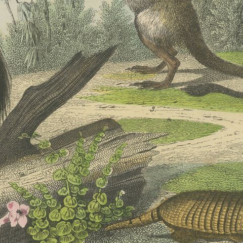 Antique Platypus, Anteater and Sloth Print with Pangolin, Kolb, circa 1890, close-up 5