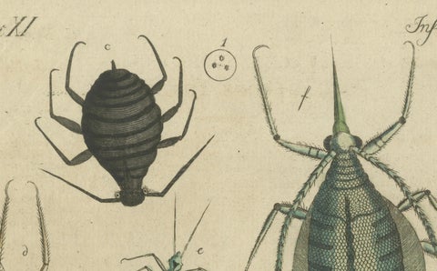 Antique Handcolored Engraving of Aphids and Related Small Insects, c.1800, close-up 3