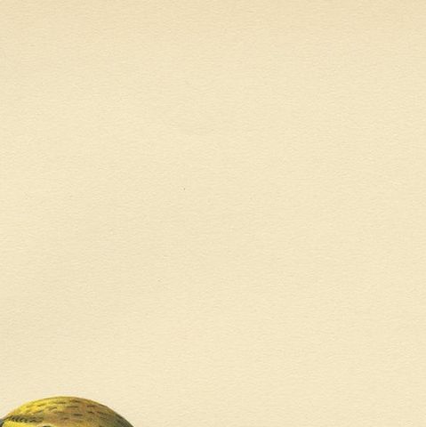 Antique Bird Print of the Yellowhammer by Von Wright, 1927, close-up 1