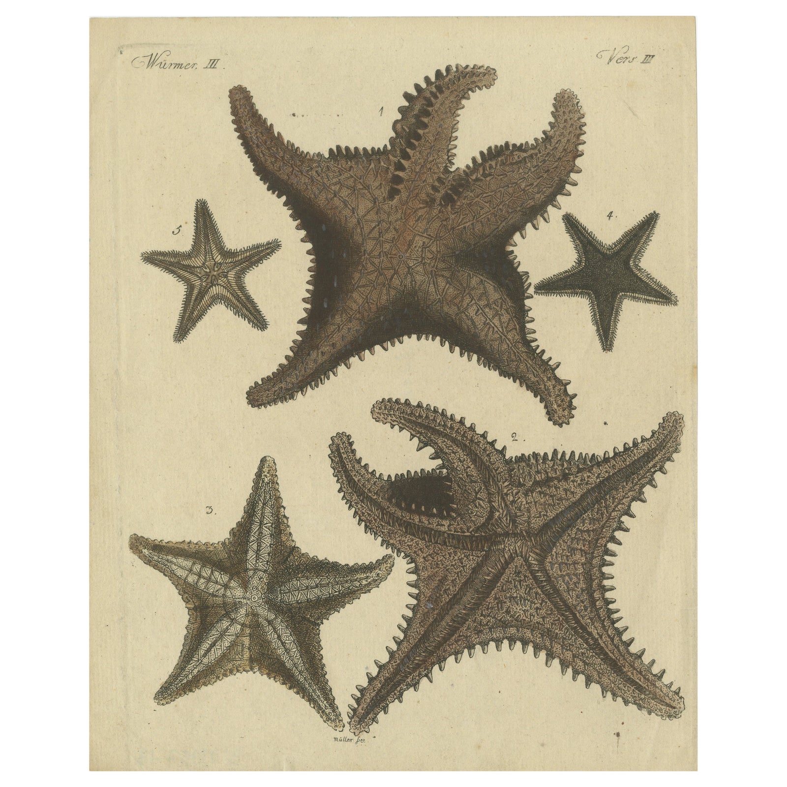 Antique Handcolored Engraving of Starfish and Marine Creatures, c.1800