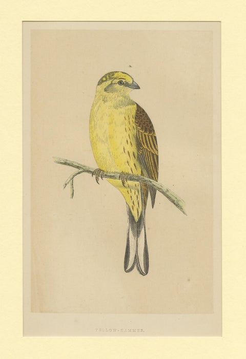 Antique Bird Print of a Yellow-Hammer, view 3