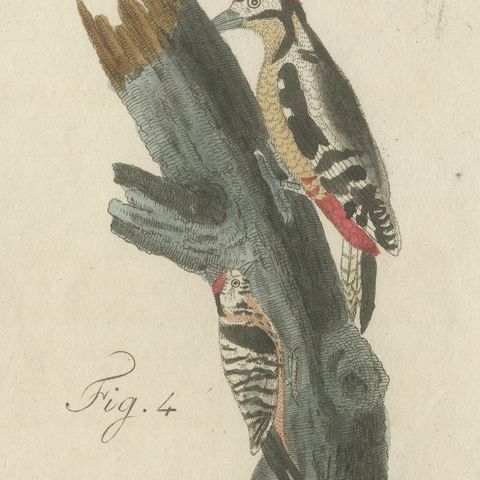 Black and Green Woodpeckers with Nuthatch, Antique Bertuch Print, circa 1805, close-up 1