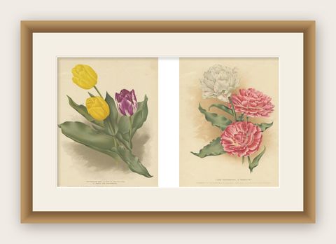 Charles Dickens & Obelisque Hyacinths, Set of Two Florilegium Prints c.1900, shown framed