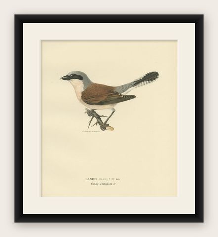 Antique Bird Print of the Male Red-Backed Shrike by Von Wright, 1927, shown framed