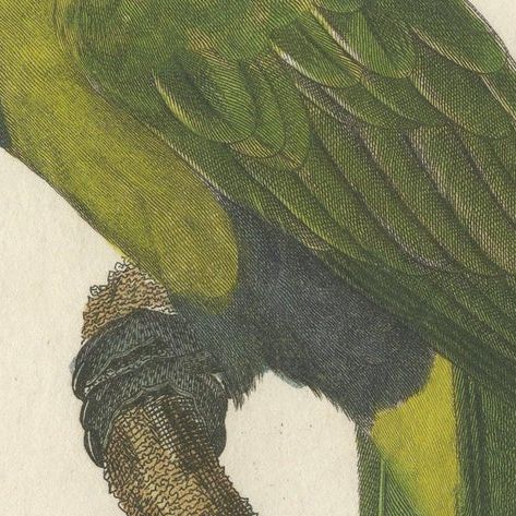 Hand Colored Antique Bird Print of a Lory Parrot, close-up 1