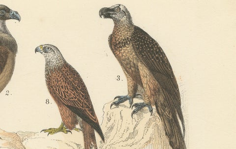 Birds of Prey Print: Eagles, Falcons, Owls & Vultures, Antique 1867, close-up 5