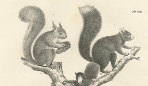 Antique Lithographs of Squirrels & Flying Squirrels, 19th Century, close-up 2