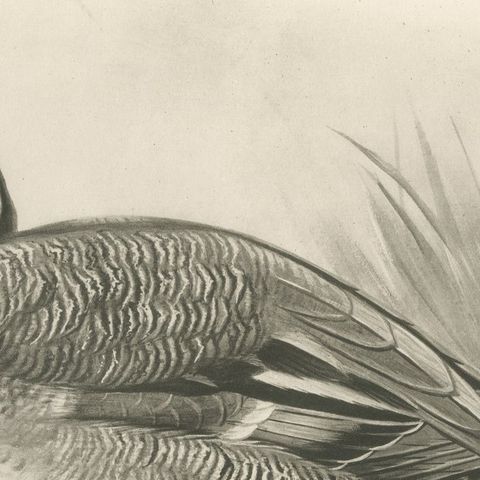 Garganey, Antique Bird Print after Lilian Medland, circa 1909, close-up 2