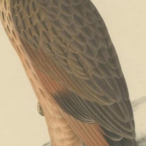 Antique Bird Print of the Grasshopper Buzzard, c.1850, close-up 2