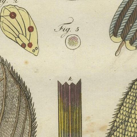 Detailed Study of Butterfly Wing Structures, 1798 Hand-Colored Engraving, close-up 5