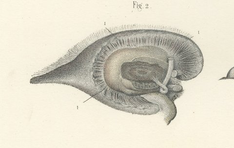 White Matter of the Cerebral Hemisphere, Antique Hirschfeld Anatomy Print, 1866, view 4