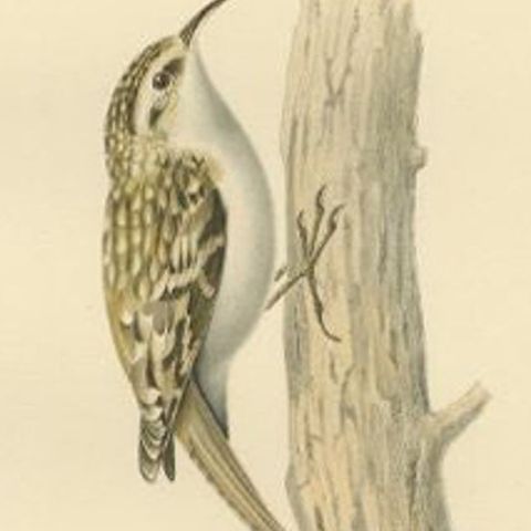 Antique Bird Print of the Eurasian Treecreeper, 1927, close-up 2