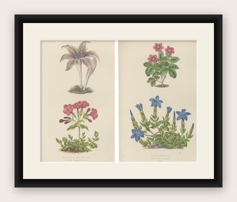 Alpine Botanical Lithograph Pair of Arctic Bramble and Spring Gentian, 1874, shown framed