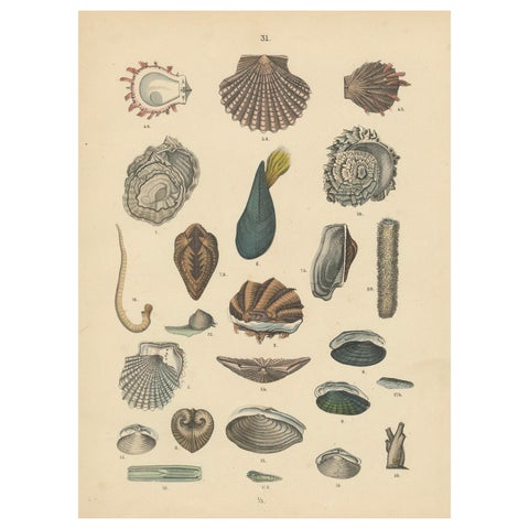Shells & Bivalves Print: Mussels, Oysters, Scallops, Clams, Antique 1867
