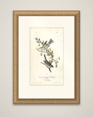 Antique Bird Print of the Canada Bunting by Audubon, c.1840, shown framed