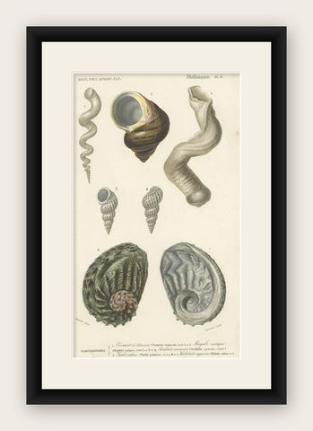 Old Original Print of Different Types of Molluscs, 1849, shown framed