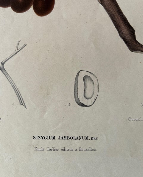 Sizygium Jambolanum, Java Plum Botanical Lithograph c.1863, view 9
