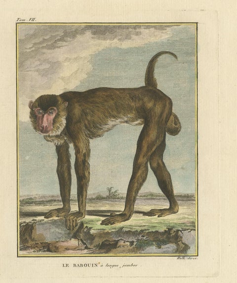 Antique Animal Print of a Baboon, ca.1800, view 4