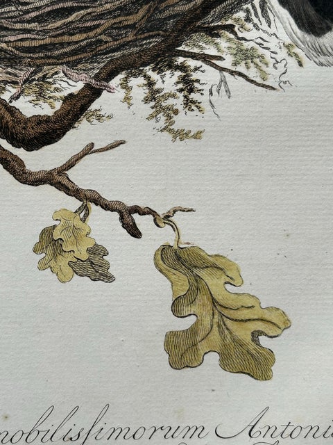 European Turtle Dove with Nest, Antique Bird Engraving, Nozeman & Sepp 1770, view 9