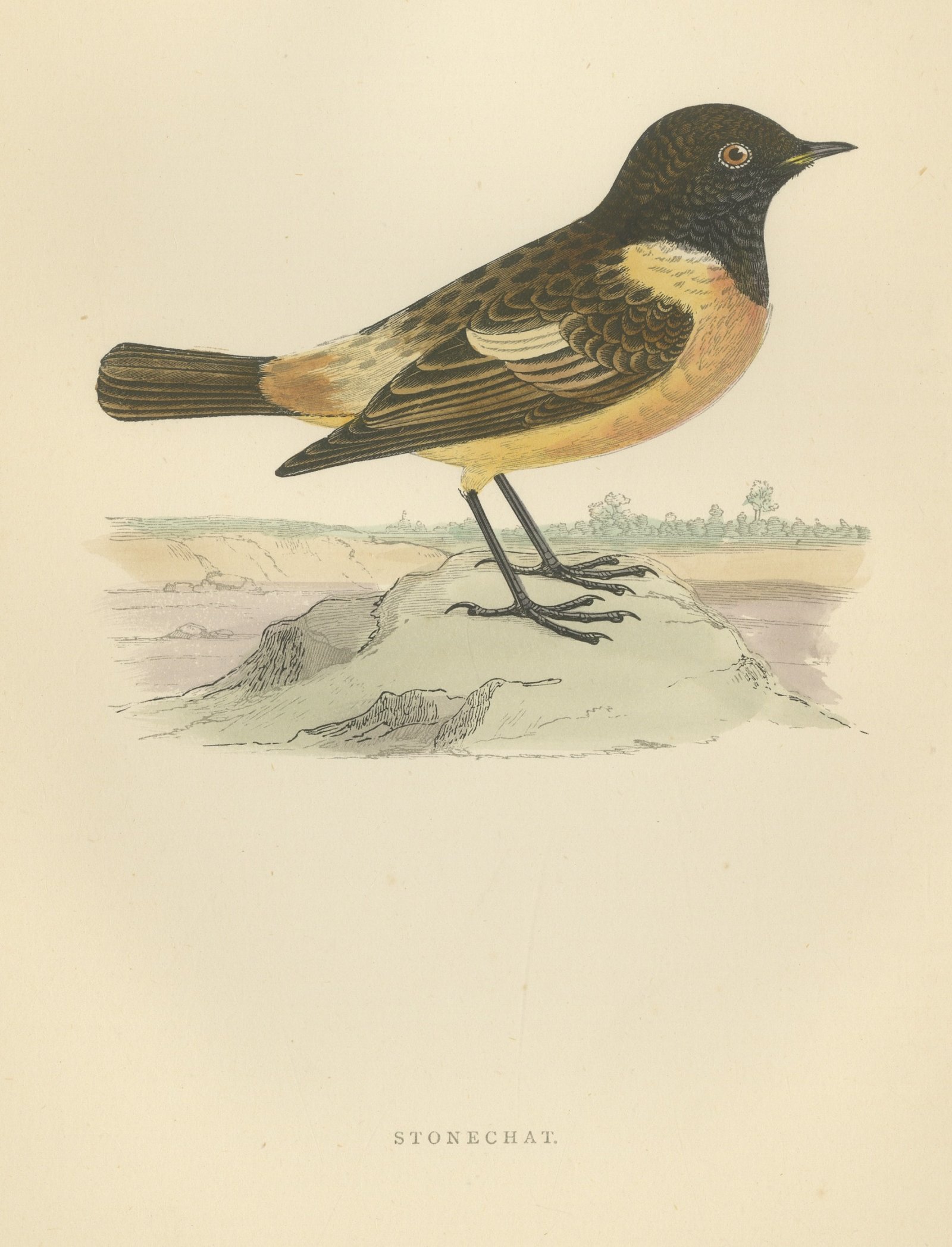 Stonechat on a Low Mound with Distant Trees, Antique Bird Print, Morris, 1896
