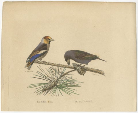 Avian Treasures from Buffon's Natural History: Hand-Colored Masterpieces, 1837, view 2