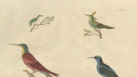 Antique Hummingbirds & Treecreepers Lithograph by Karl Joseph Brodtmann, 1816, close-up 2