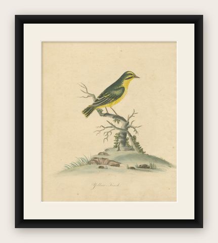 Late 18th-century Hand-Colored Copperplate Engraving of the Yellow Finch, 1794, shown framed