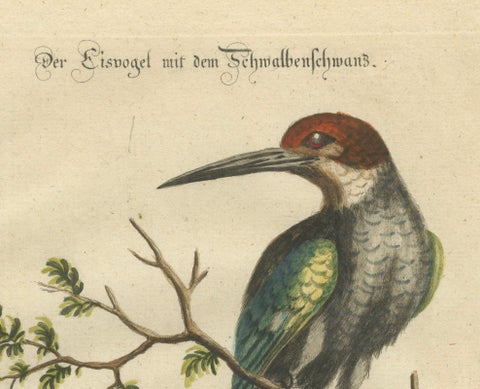 The Surinamese Kingfisher Bird with the Swallow Tail - Engraved in 1749, close-up 5