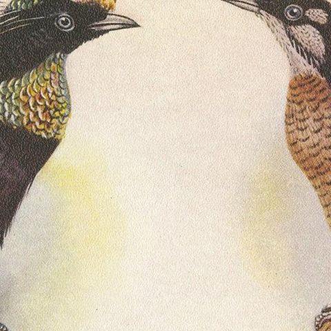 Antique Print of the Wahnes' Six-Plumed Bird of Paradise and Others, 1950, close-up 1