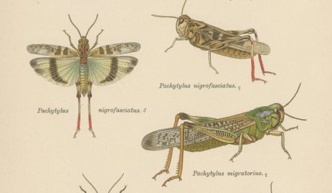 Pair of Antique Entomology Lithographs by Richard Tümpel, Germany 1908, close-up 1