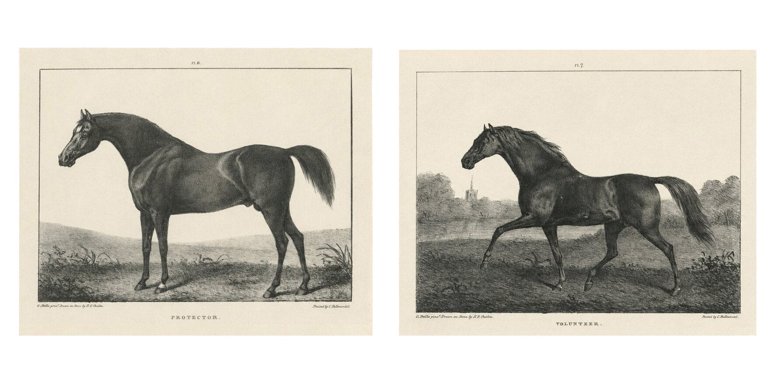 Volunteer & Selim, Pair of Antique Thoroughbred Horse Lithographs, c.1840