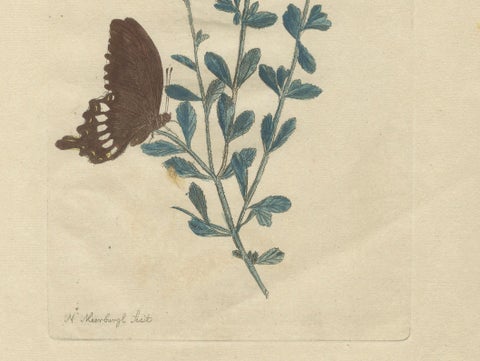 Exotic Botanicals and Rare Butterflies, Hand-Colored Dutch Prints from 1775, close-up 5