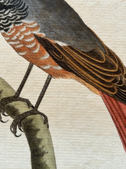 Motacilla Erithacus, Antique Common Redstart Print by Nozeman & Sepp, 1809, view 7